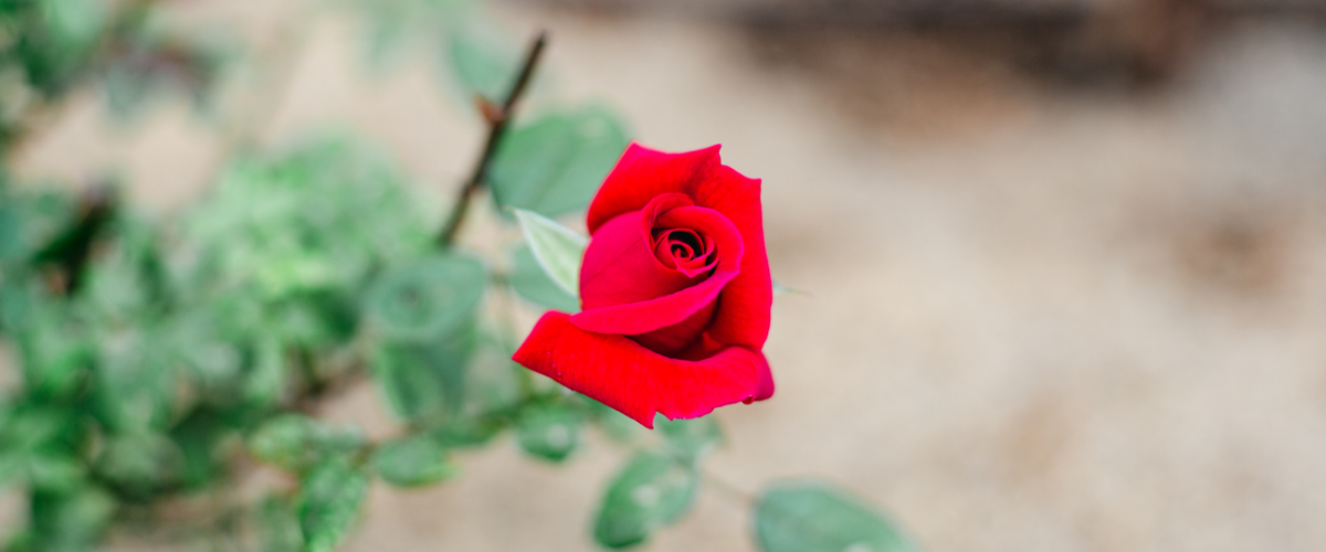 阿蘇ローズベリー香園の薔薇